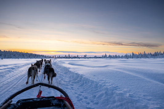 Arctic Taiga Tour