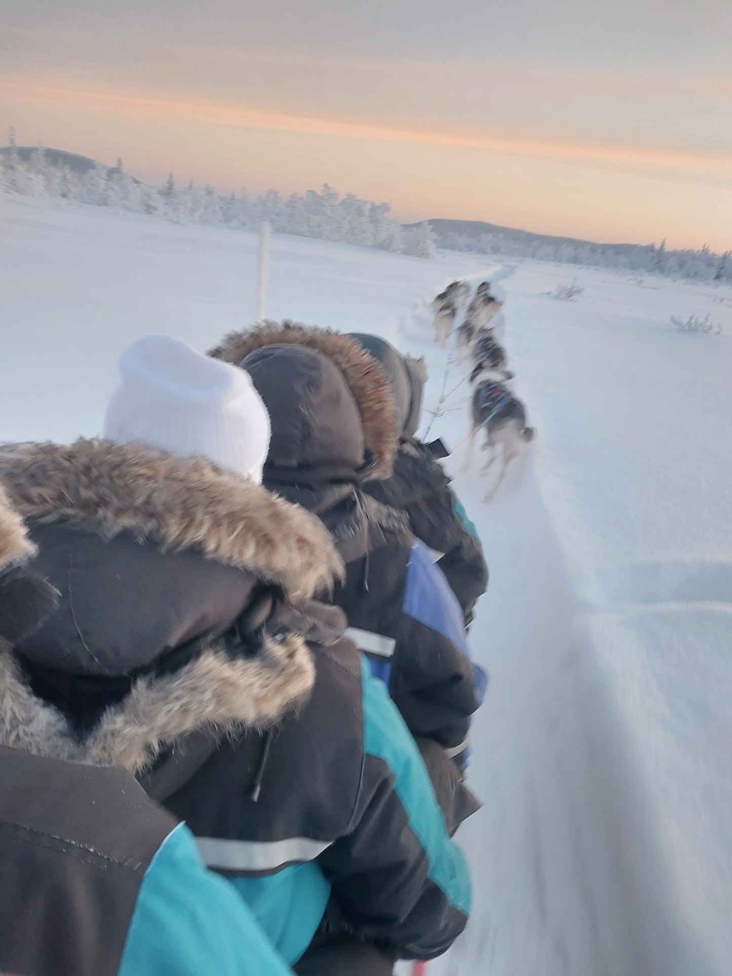 Go dog sledding